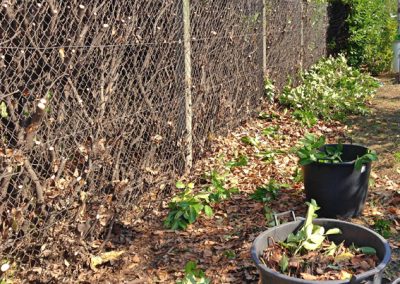 Taille-de-haie-ACNET-Entretien-espace-vert-à-Meyzieu-Pusignan-Prestation-taille-de-haie-entretien-espace-vert-mise-en-décheterie-dans-le-rhone-l-ain-lisère-en-rhone-alpes